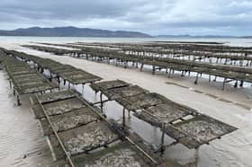 Oyster trestles at Stragill near Buncrana