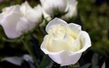 Death notices and funeral arrangements for Donegal on Friday morning
