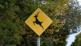 Donegal gardaí  warn road users to be vigilant for deer during rutting season