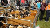 Seven agricultural shows in Donegal have received funding totalling &euro;59,400
