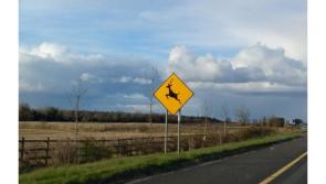ALERT: Garda&iacute; warn motorists to watch out for &lsquo;active and unpredictable&rsquo; wild animals
