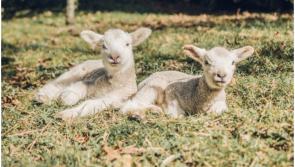 National: Shock and excitement in Meath as ewe gives birth to five lambs