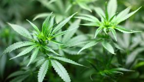 Letterkenny drug dealer warned that prison is possible