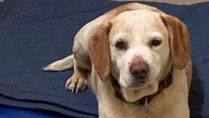 Milford gardaí trying to reunite lost dog with owner