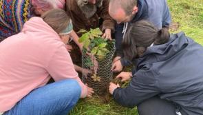 National: Campaigners pull up Sitka tree saplings from Coillte bog