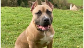 National: New laws to clampdown on  'cruel practice' of cropping dogs ears 