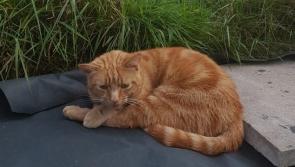Meet Vitali - the cat that went missing in Louth and was found in Donegal