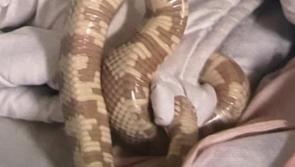 NATIONAL: 'Shake out your sheets' - Woman finds snake in bed and brings it to Garda station