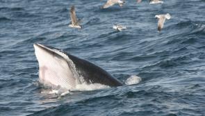 National: 'Lack of political action is biggest threat to our oceans' 