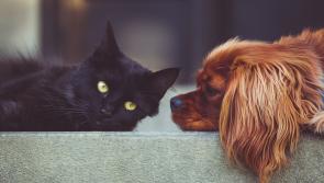National: ISPCA launches 'Cruelty No More' Campaign to mark Ireland’s First National Animal Week

