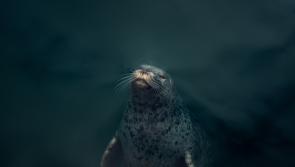 National: Minister announces formal pledge to protect 30% of marine areas by 2030 