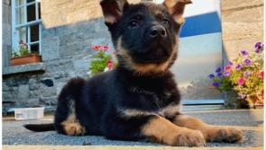 National: Garda Dog Unit welcomes three adorable four-legged recruits