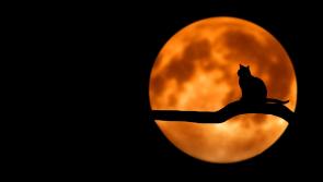 Halloween 2023: Spooky family friendly events to enjoy in Ireland