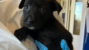 National: 'Heartbreaking' - Puppies found dumped in a box at Irish graveyard given festive names			