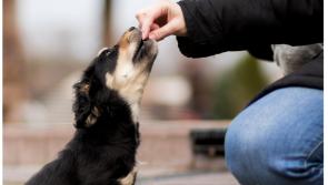 National: REVEALED: The every day foods that can be deadly for your pet 