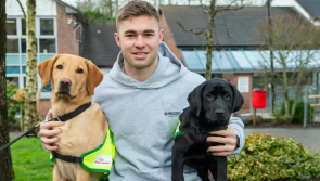 National: Irish Guide Dogs for the Blind are looking for puppy raisers
