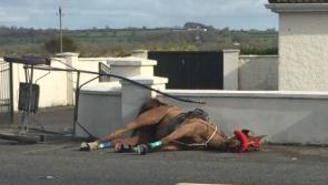 National: Horse &lsquo;left like rubbish' on side of busy road on St Patrick's Day
