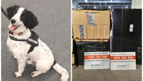 National: Revenue seize over €3.6m of illicit cigarettes with help from detector dog Milo