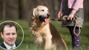 McConalogue says new awareness campaign for dog owners is 'essential'