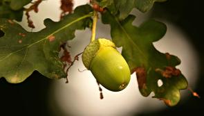 Help plant 1,000 baby oaks propagated from acorns gathered in Donegal