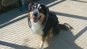 In Pictures: These eight dogs at Donegal Dog Shelter need furever homes