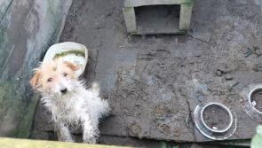 National: Woman disqualified for life from keeping animals as they're found to be in 'profound mental anguish'