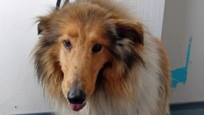 Lost dog - this gorgeous rough collie is in the care of Donegal Dog Shelter