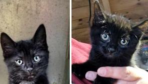 Three kittens in Letterkenny cruelly dumped in a sealed bag just 'tip of iceberg'