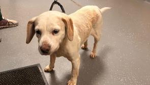 Garda&iacute; in Milford hope to reunite lost dog with owner