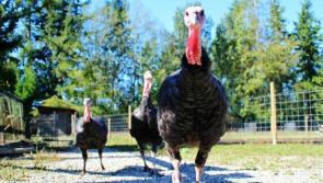 Donegal bird flu detection will have 'no trade implications for poultry industry'