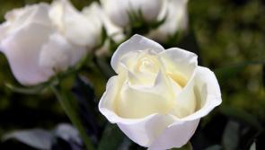Death notices and funeral arrangements for Donegal on Saturday morning
