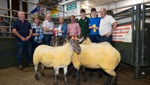 In pictures: Prize-winning hoggets shown and sold at Raphoe Mart