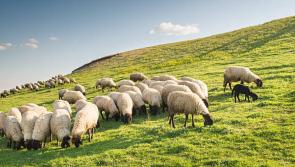 Over €2.7 million allocated for Donegal sheep farmers under welfare scheme