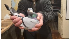 'The record price for a bird is now &euro;1.8m' - Inside Ireland's pigeon racing scene