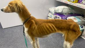 National: Dog found in horrific condition 'couldn&rsquo;t understand' kindness