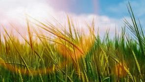 Possible farmer's tans at this years National Ploughing Championships? Met Éireann's latest forecast suggests so