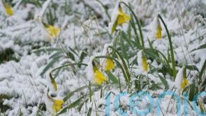 Snow and ice expected to cause further disruption across the island
