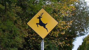 Donegal gardaí  warn road users to be vigilant for deer during rutting season