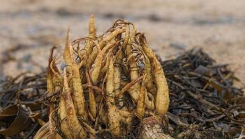 ALERT: 'Stay safe'- Poisonous plant with no cure washes up on popular Irish beaches