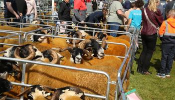 Seven agricultural shows in Donegal have received funding totalling &euro;59,400