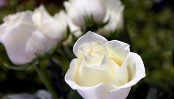 Death notices and funeral arrangements for Donegal on Monday morning, March 22