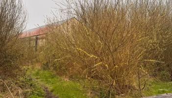 Old Letterkenny site a 'mess and a haven for anti-social behaviour and rodents'