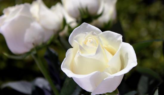 Death notices and funeral arrangements for Donegal on Saturday morning, March 7