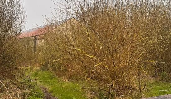 Old Letterkenny site a 'mess and a haven for anti-social behaviour and rodents'