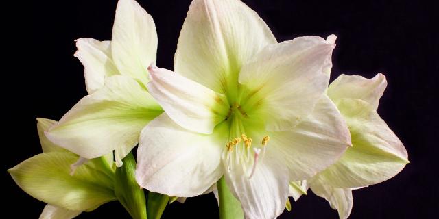 Death notices and funeral arrangements for Donegal on Good Friday evening, April 3