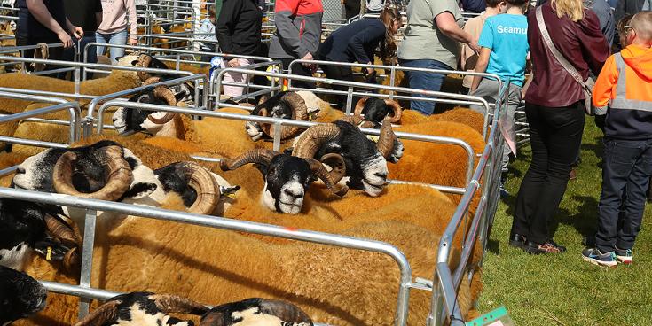 Seven agricultural shows in Donegal have received funding totalling &euro;59,400
