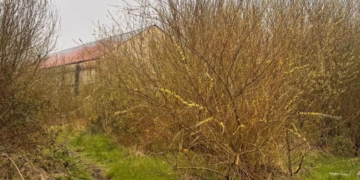Old Letterkenny site a 'mess and a haven for anti-social behaviour and rodents'