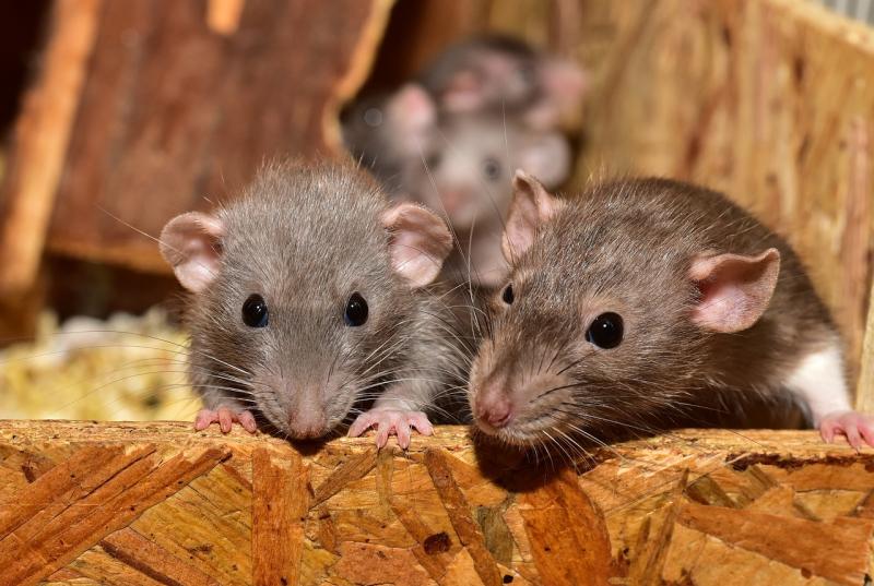 ALERT:  Warning amid spike in rats in Irish homes over Christmas and New Year