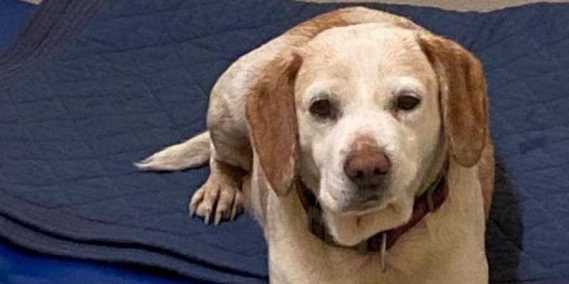 Milford gardaí trying to reunite lost dog with owner