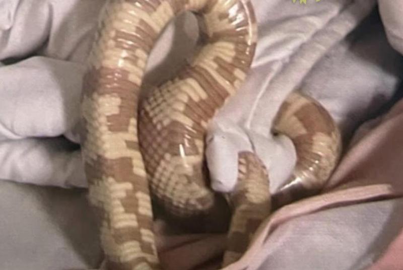 NATIONAL: 'Shake out your sheets' - Woman finds snake in bed and brings it to Garda station
